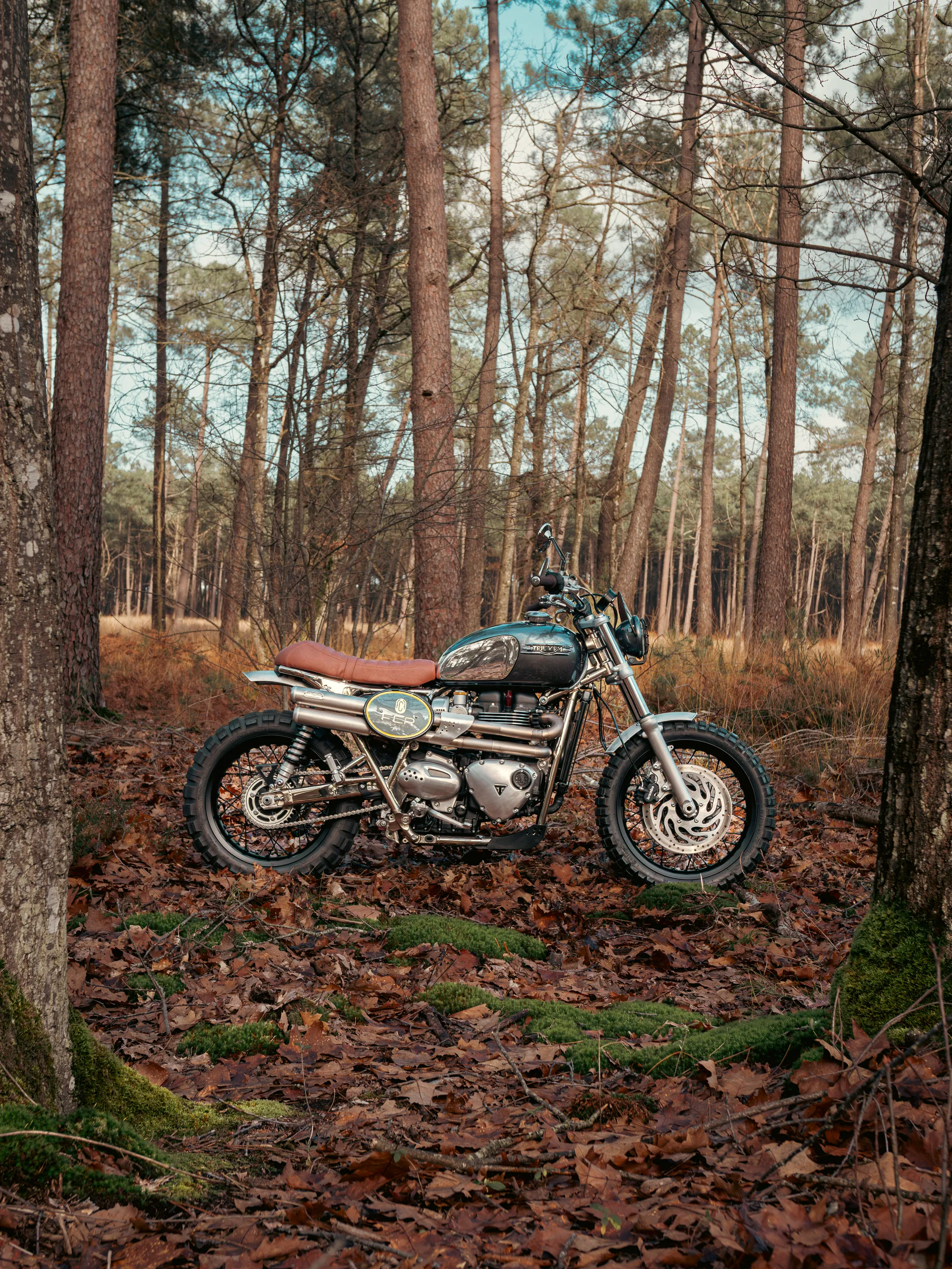Triumph Legend FCR Original chromée avec selle camel dans une pinède tapissée de feuilles mortes