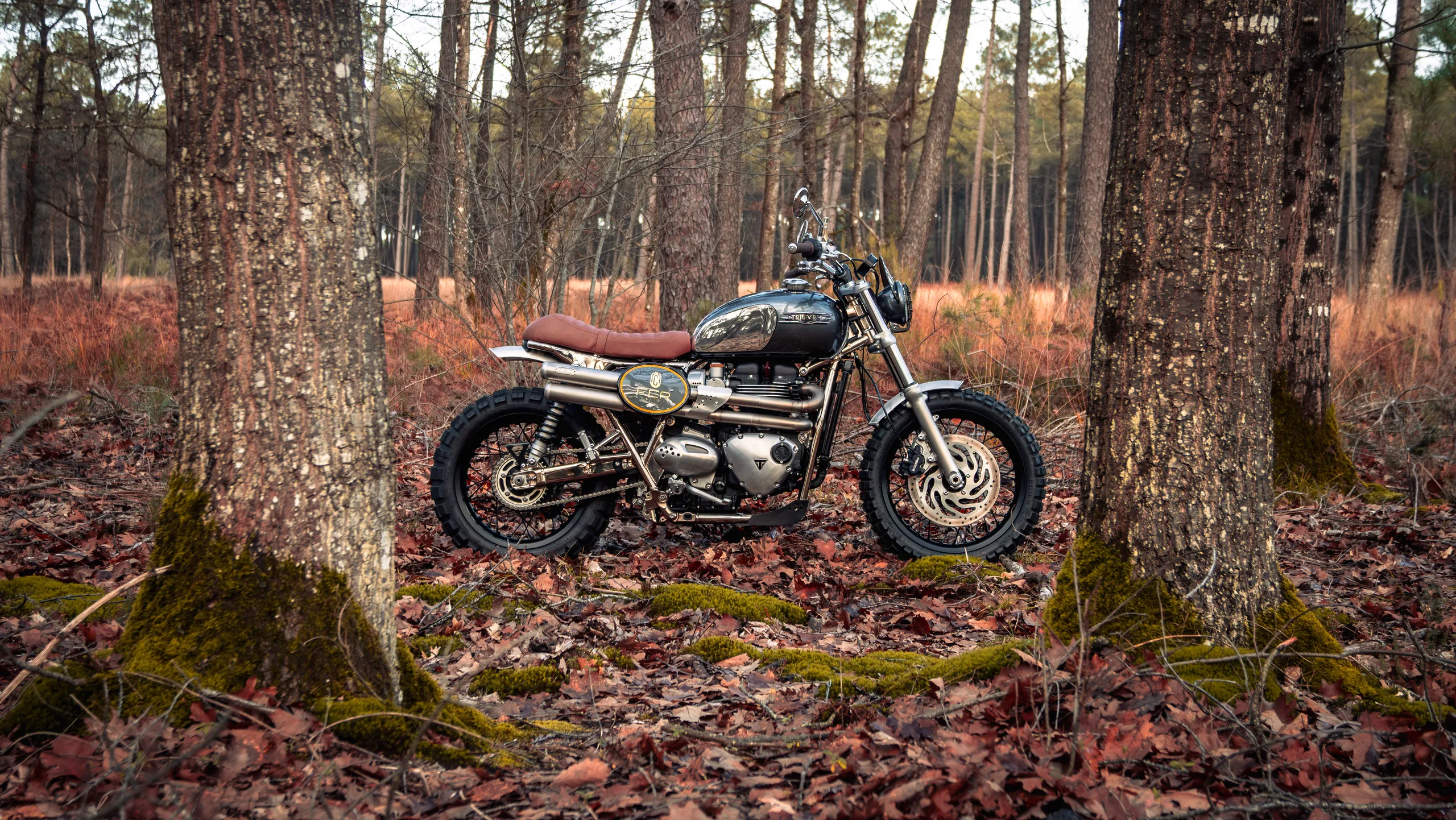 Triumph Legend FCR Original avec selle camel garée entre les pins