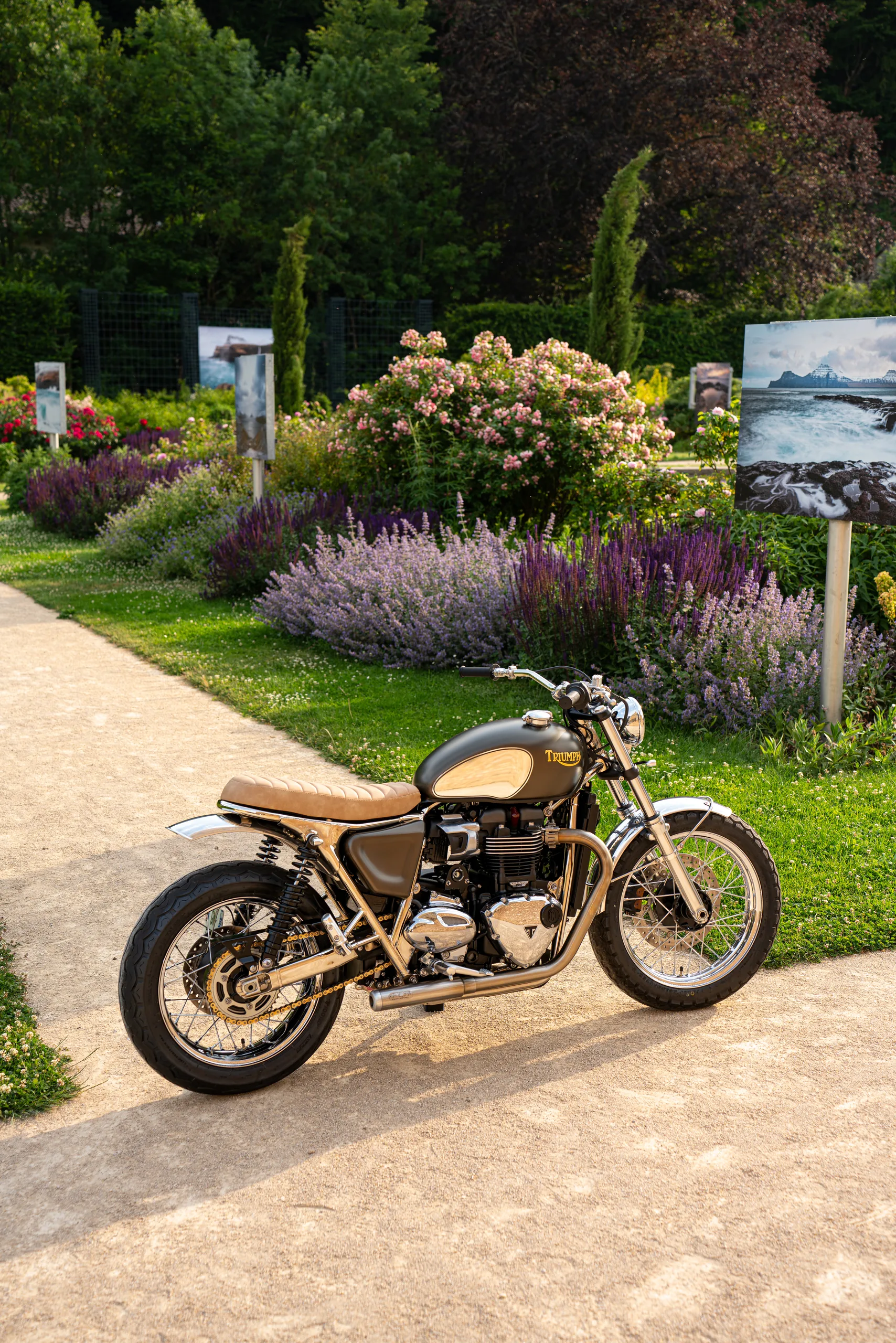 Triumph Ride & Chrome FCR Original avec réservoir noir et or et selle camel dans un jardin fleuri